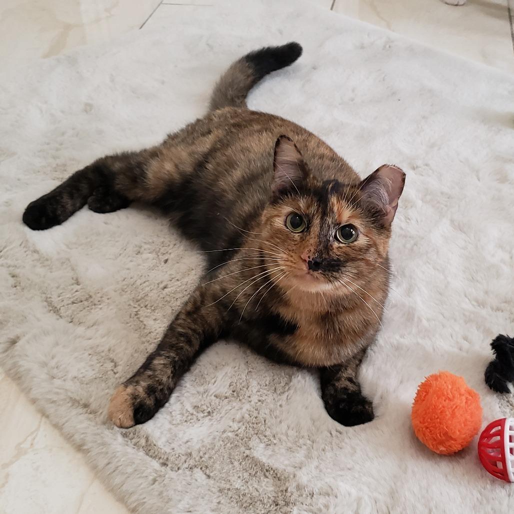 Enlarge Priscilla 2, a Adoptable Domestic Short Hair in Bulverde, TX image 2/4