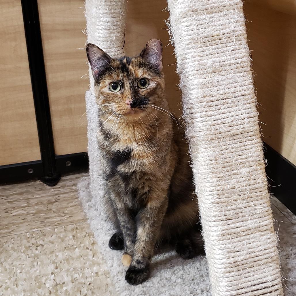 Enlarge Priscilla 2, a Adoptable Domestic Short Hair in Bulverde, TX image 2/4