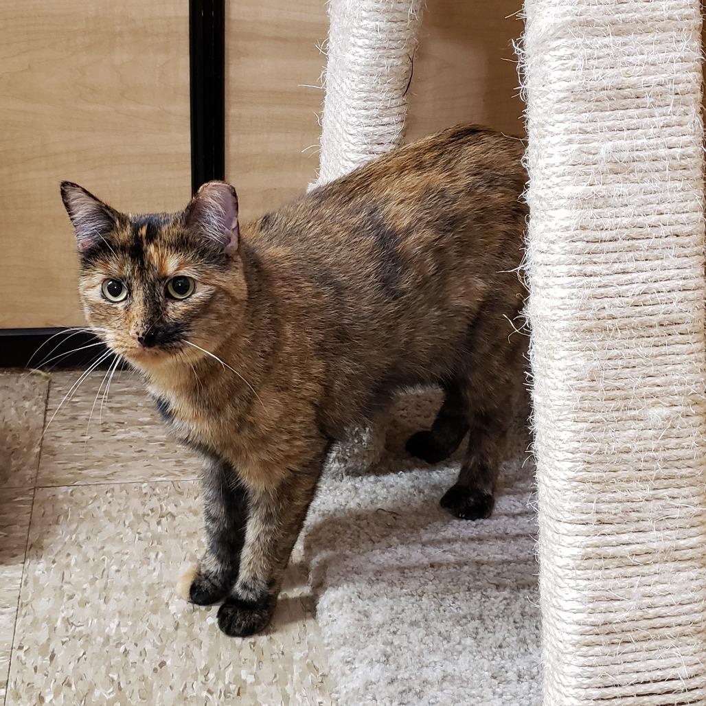 Enlarge Priscilla 2, a Adoptable Domestic Short Hair in Bulverde, TX image 3/4