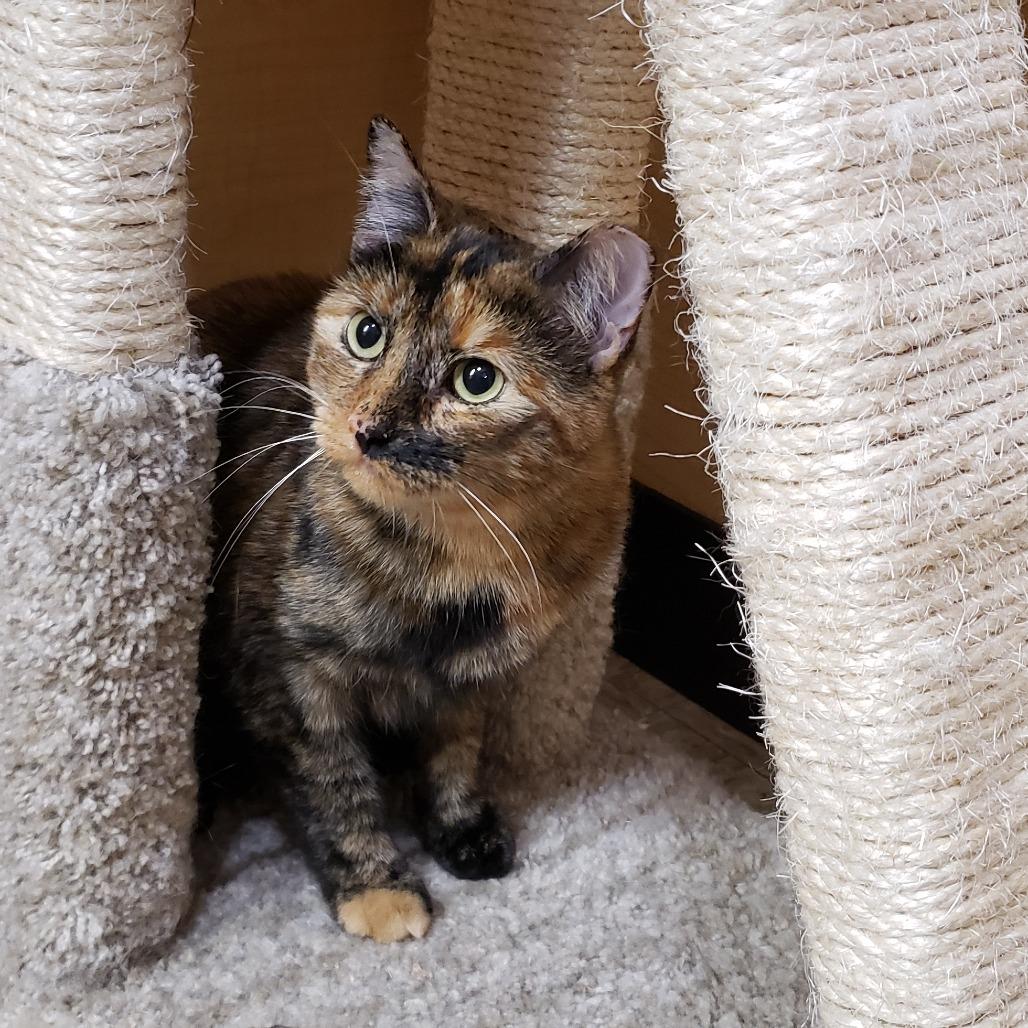 Enlarge Priscilla 2, a Adoptable Domestic Short Hair in Bulverde, TX image 4/4