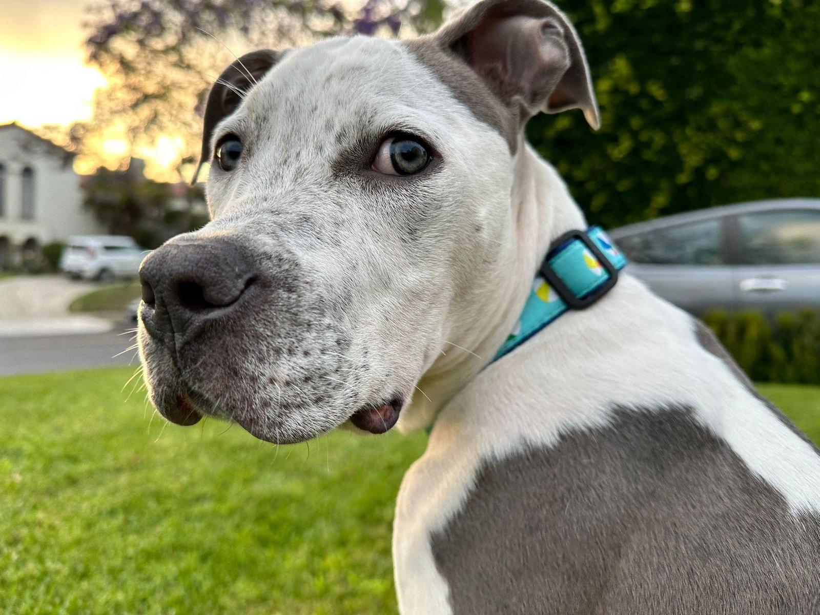 Buddha, Adoptable, Young Male Pit Bull Terrier.