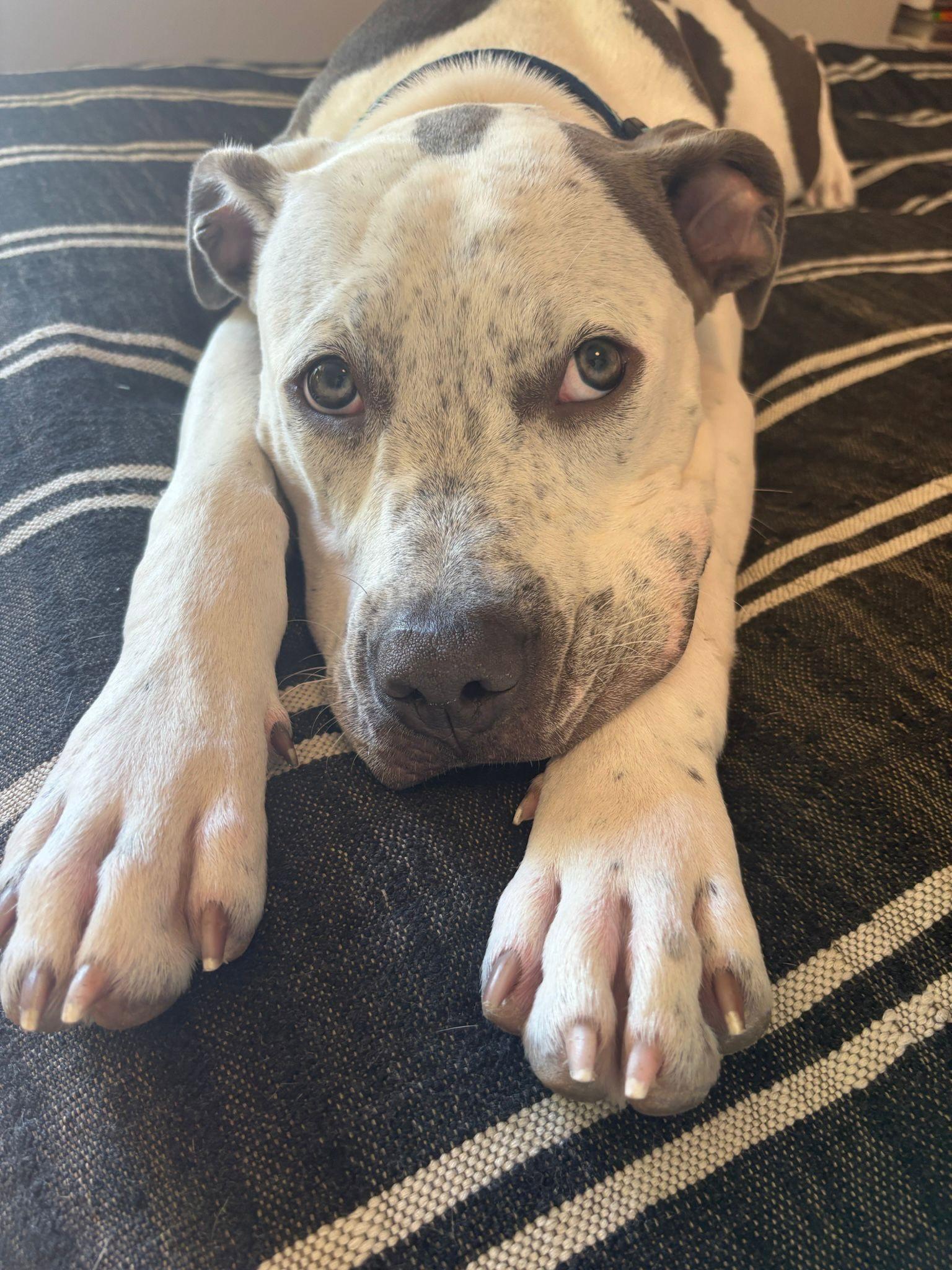 Enlarge Buddha, a Adoptable Pit Bull Terrier in San Diego, CA image 2/3