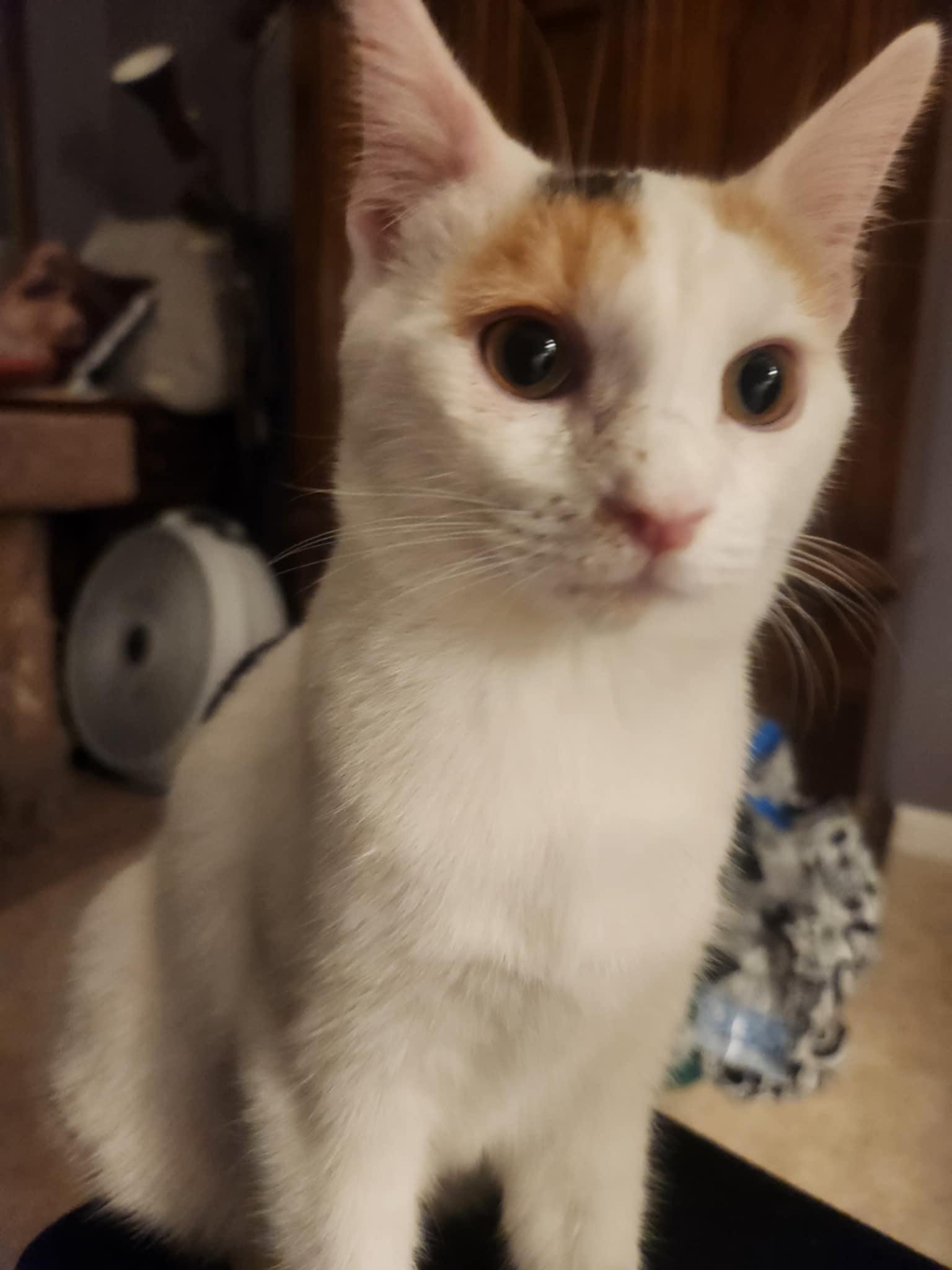 Sharona, Adoptable, Kitten Female Calico & Domestic Short Hair.