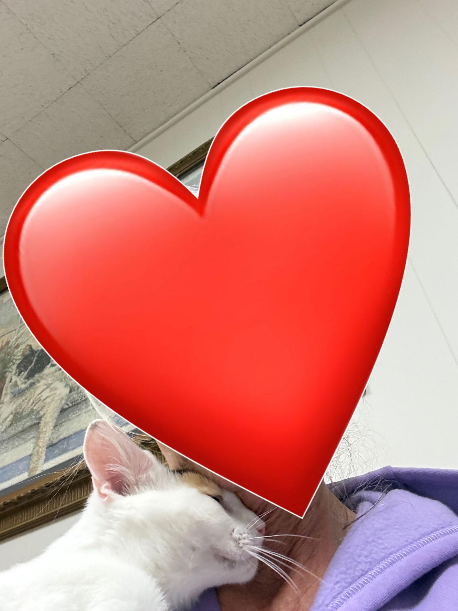 Enlarge Sharona, a Adoptable mixed breed in Seaford, DE image 1/3