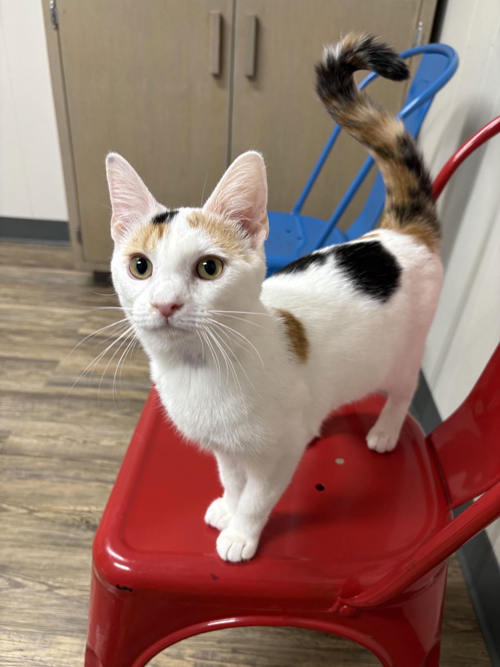 Enlarge Sharona, a Adoptable mixed breed in Seaford, DE image 3/3