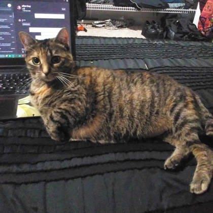 Sundae, Adoptable, Adult Female Domestic Short Hair.