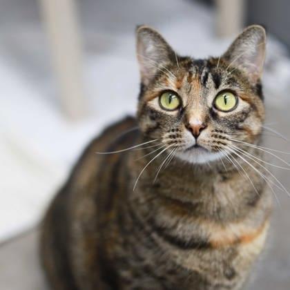 Sundae, a Adoptable mixed breed in Atlanta, GA image 3/3