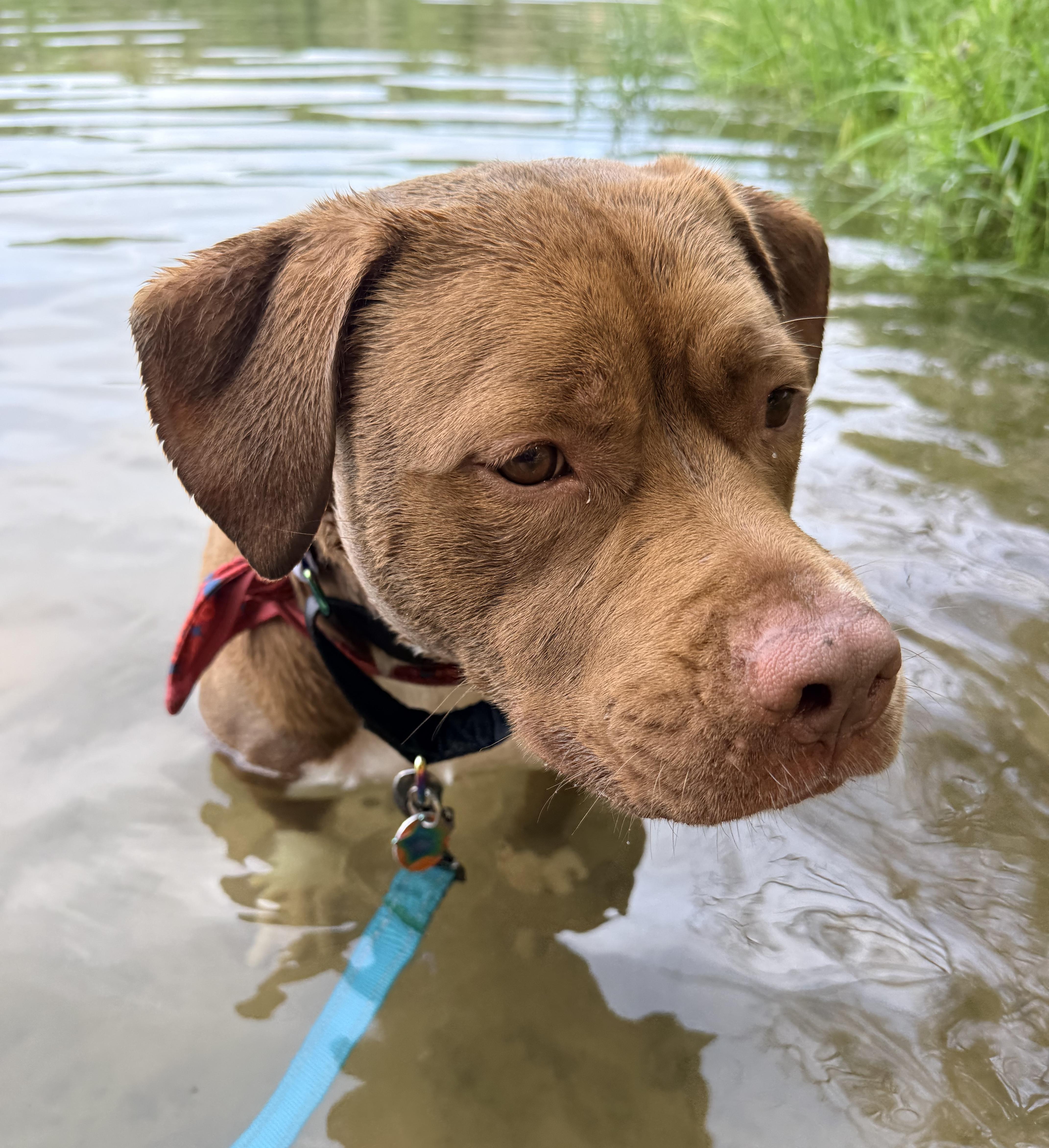 Enlarge Violet - Courtesy Cupid, a ADOPTABLE mixed breed in Milwaukee, WI image 2/5
