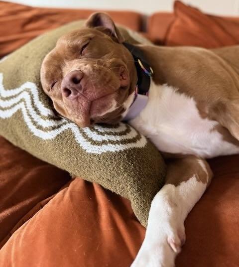 Enlarge Violet - Courtesy Cupid, a ADOPTABLE mixed breed in Milwaukee, WI image 5/5