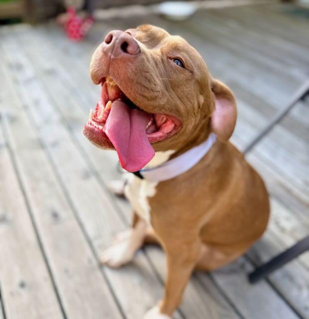 Enlarge Violet - Courtesy Cupid, a ADOPTABLE mixed breed in Milwaukee, WI image 4/5