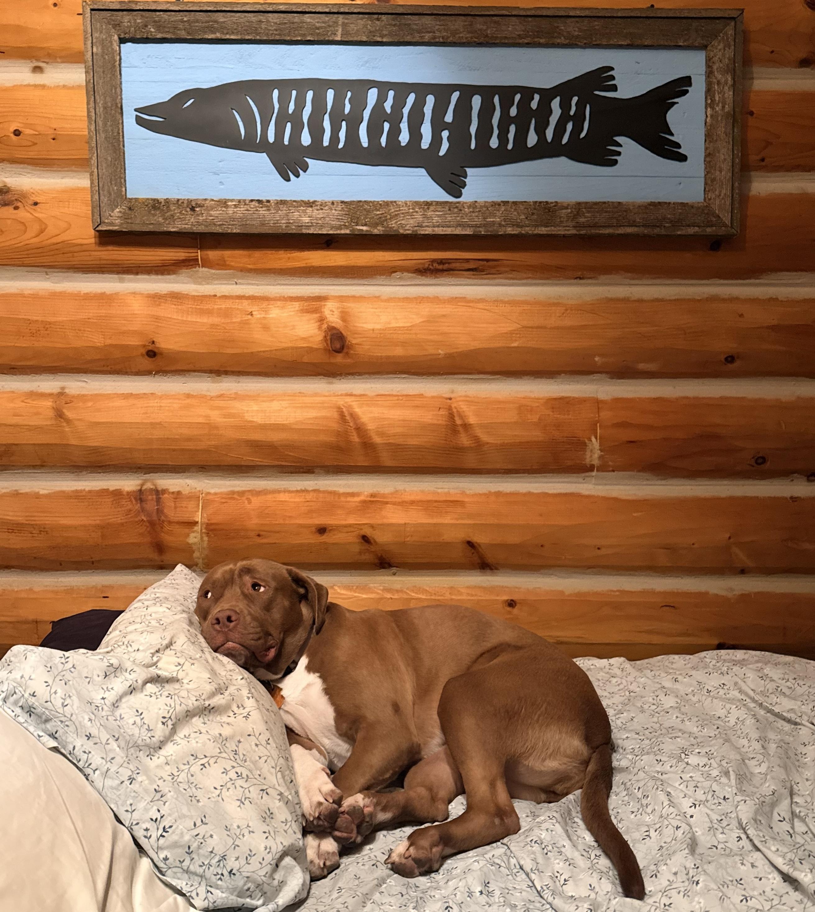 Enlarge Violet - Courtesy Cupid, a ADOPTABLE mixed breed in Milwaukee, WI image 3/5