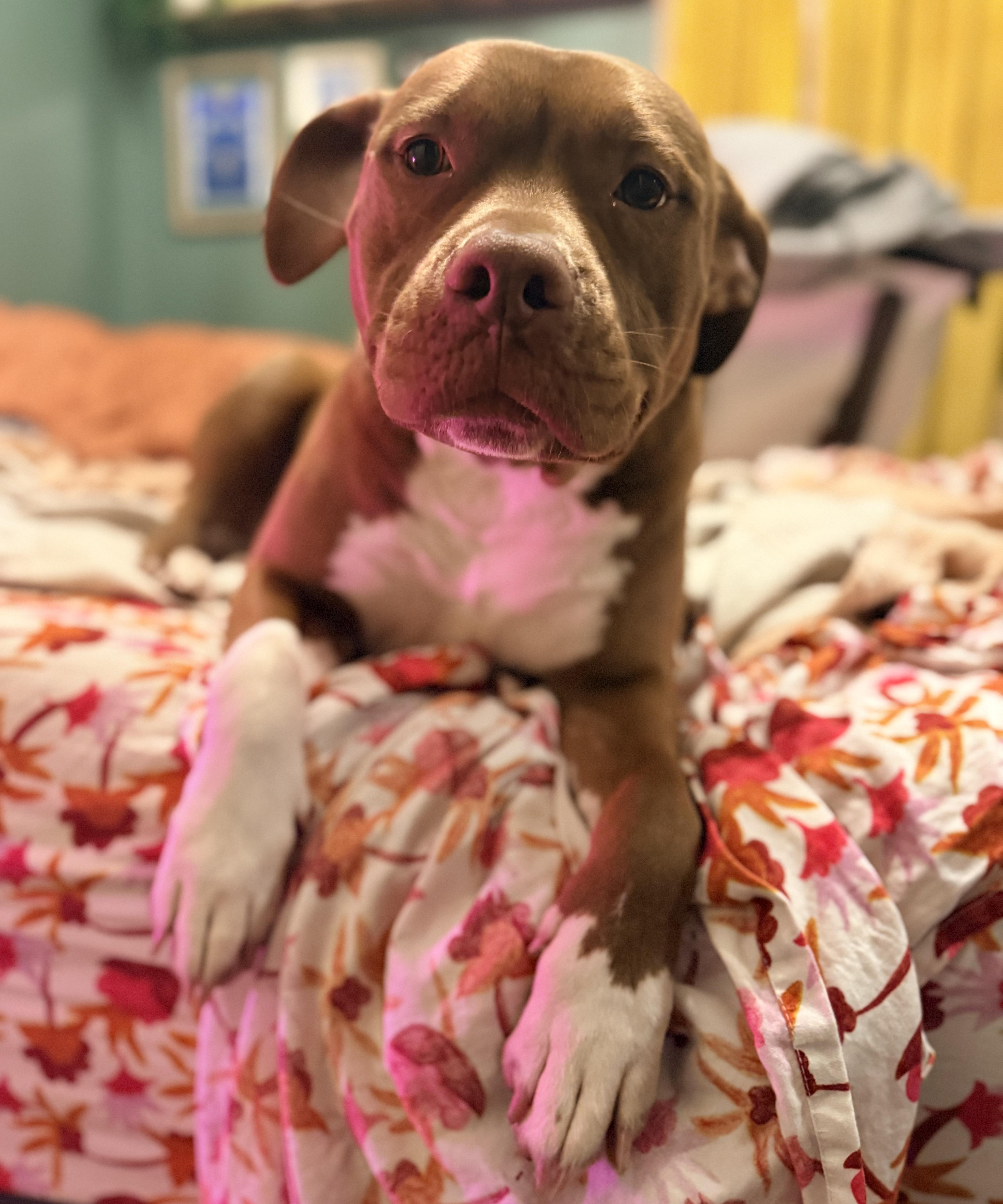 Enlarge Violet - Courtesy Cupid, a ADOPTABLE mixed breed in Milwaukee, WI image 1/5