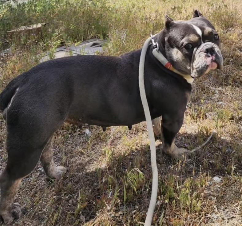 Enlarge Chica, an adopted mixed breed in Santa Clara, CA image 2/4