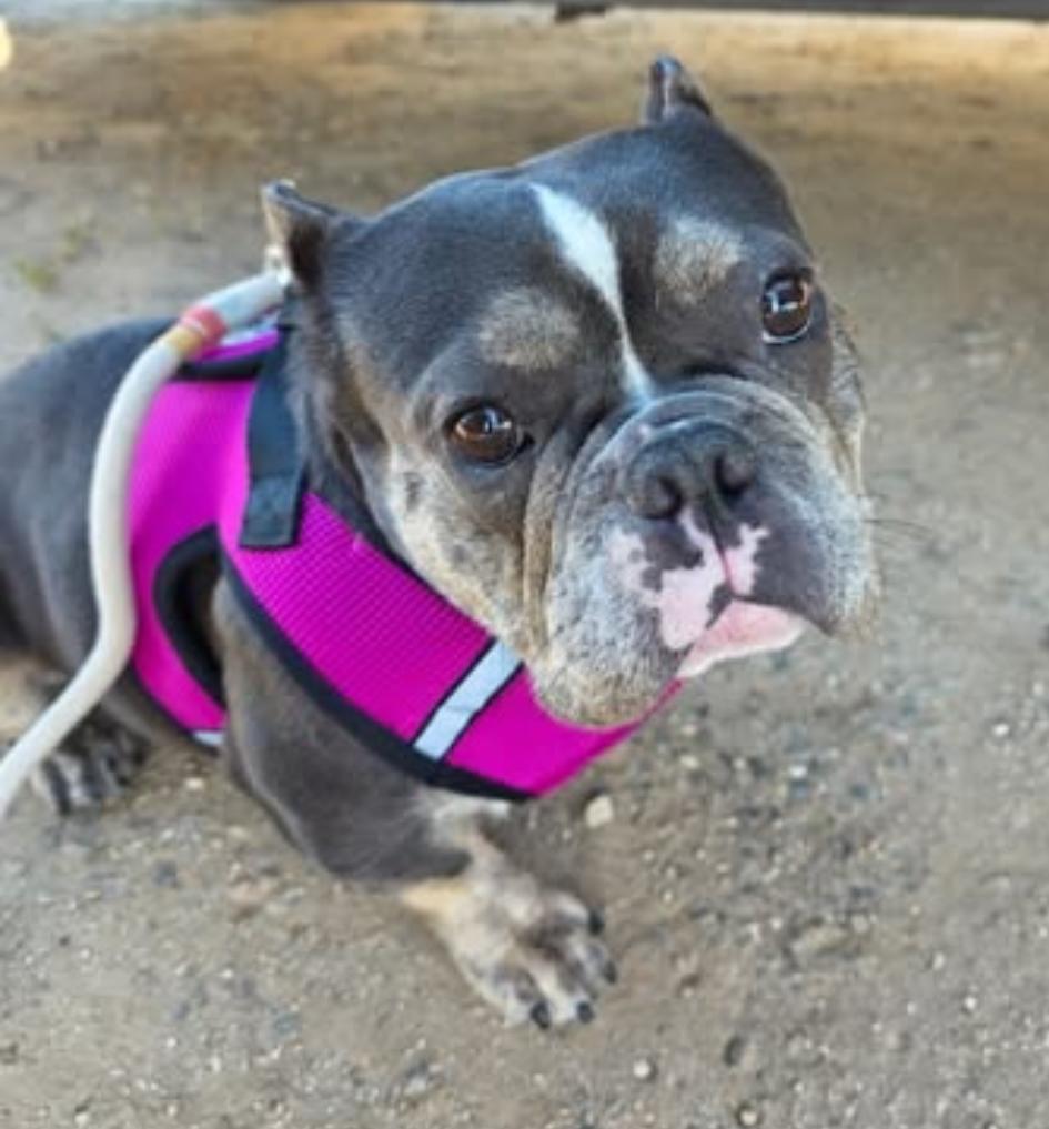 Enlarge Chica, an adopted mixed breed in Santa Clara, CA image 1/4