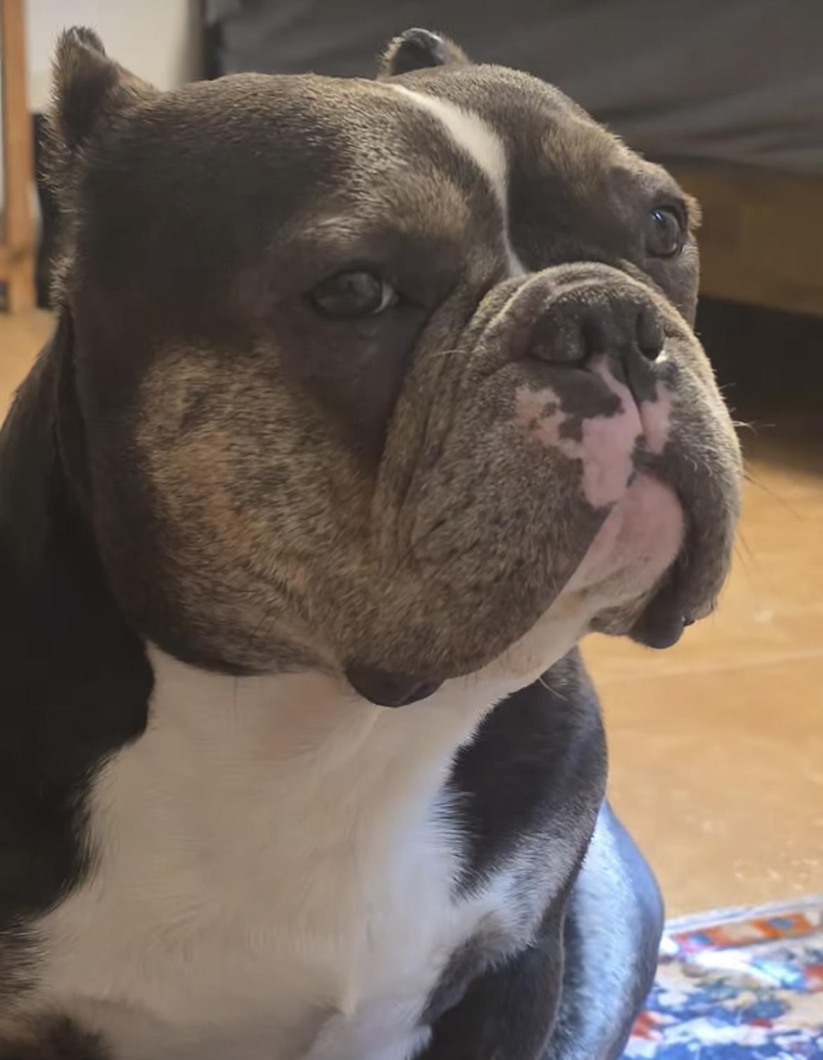 Enlarge Chica, an adopted mixed breed in Santa Clara, CA image 3/4