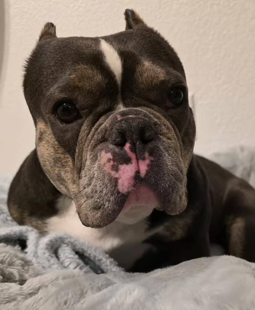 Enlarge Chica, an adopted mixed breed in Santa Clara, CA image 4/4