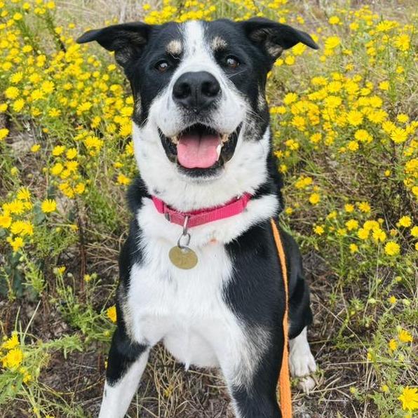 Enlarge Waylen, a Adoptable mixed breed in Freeport, FL image 1/6