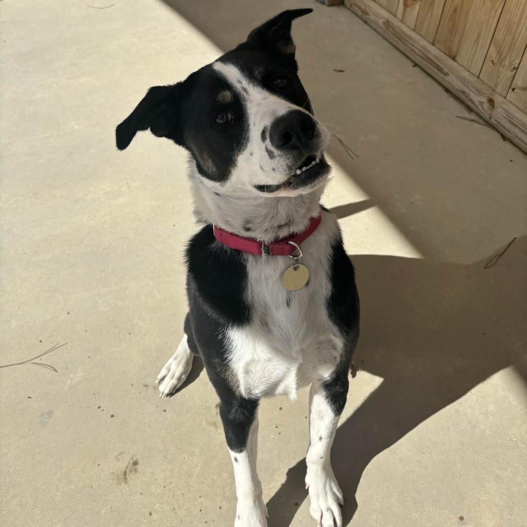 Waylen, a Adoptable mixed breed in Freeport, FL image 2/6