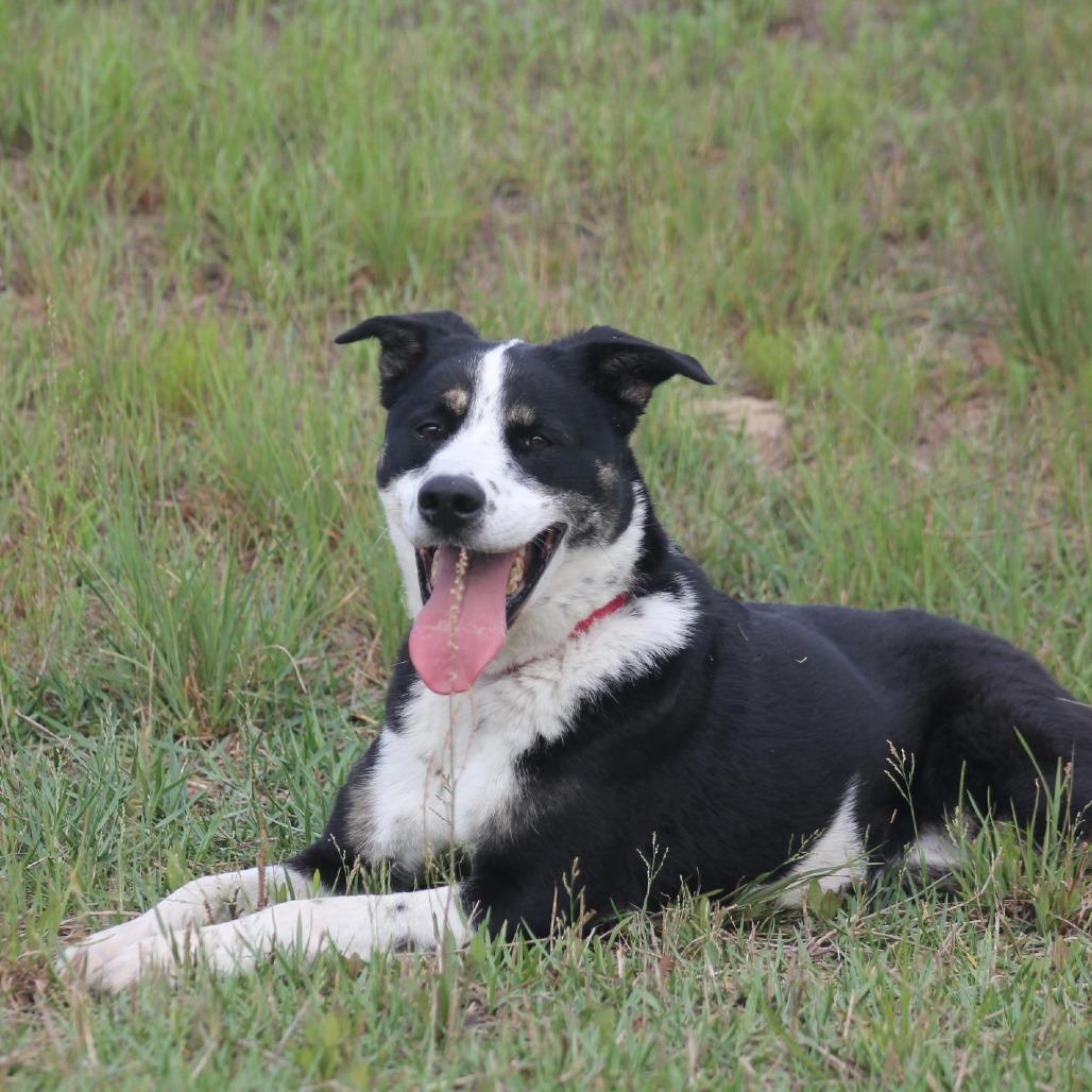 Enlarge Waylen, a Adoptable mixed breed in Freeport, FL image 3/6