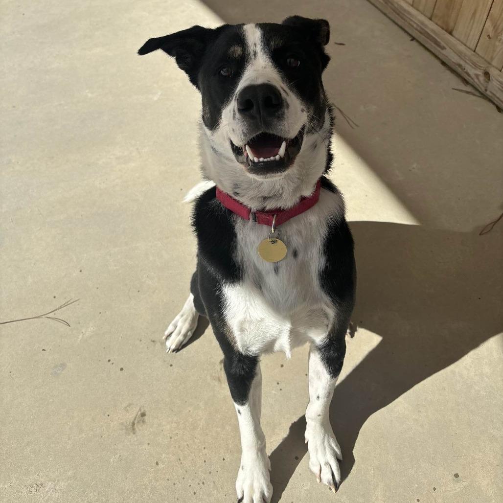 Enlarge Waylen, a Adoptable mixed breed in Freeport, FL image 4/6