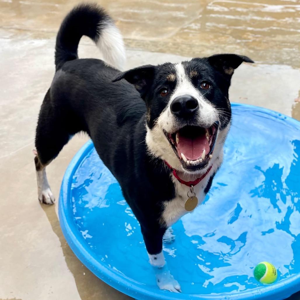 Waylen, a Adoptable mixed breed in Freeport, FL image 4/6