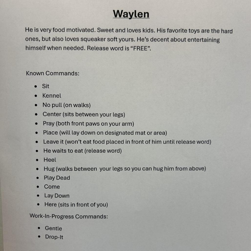 Enlarge Waylen, a Adoptable mixed breed in Freeport, FL image 5/6