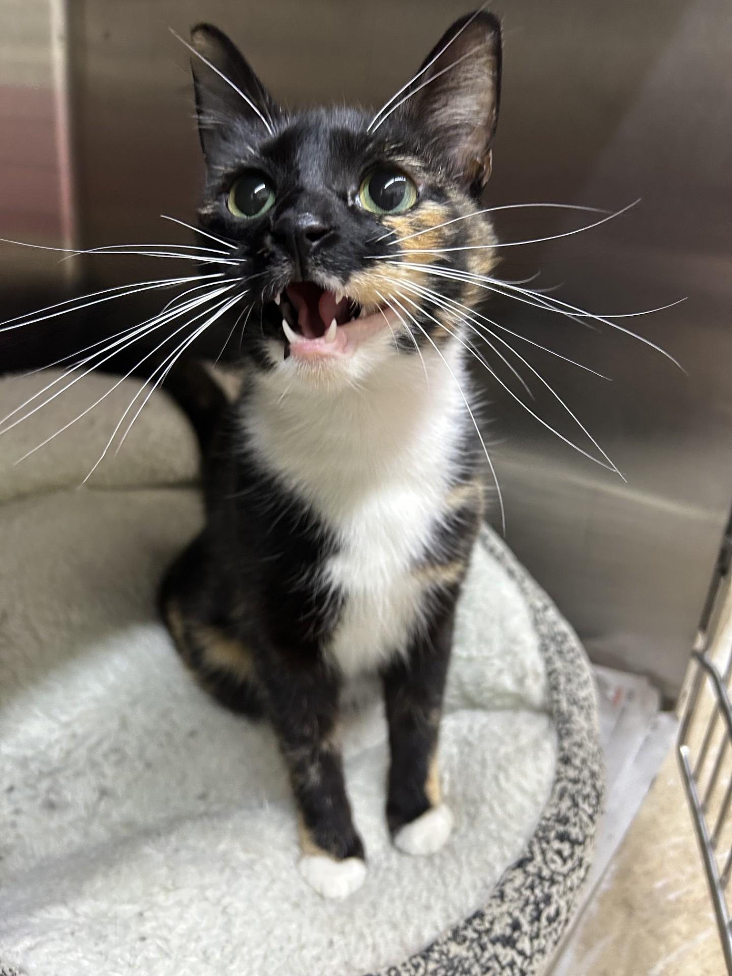 Cupcake, an adoptable Domestic Short Hair Mix in Lufkin, TX_image-1
