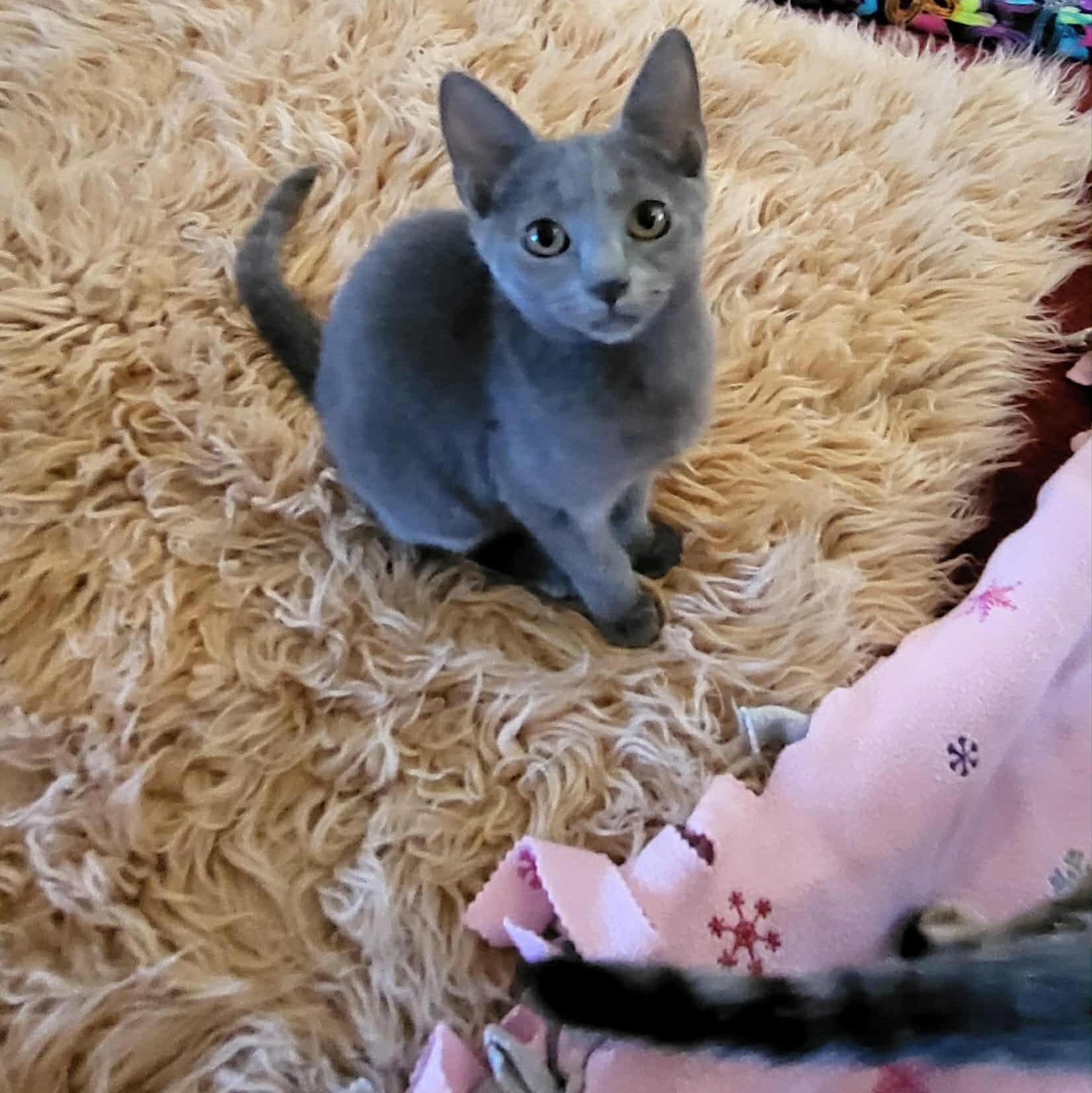 Mindi Mercedes, a Adoptable Domestic Short Hair in Greensburg, PA image 1/2