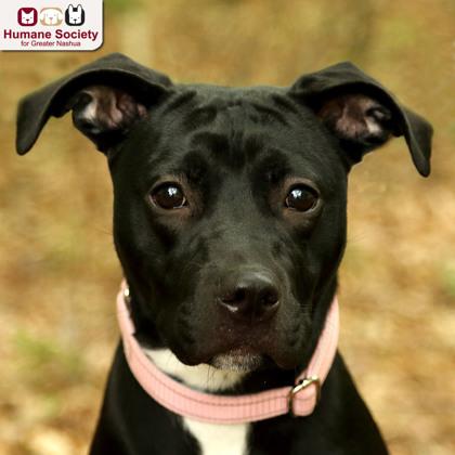 Violet, ADOPTABLE, Adult Female Black Labrador Retriever.