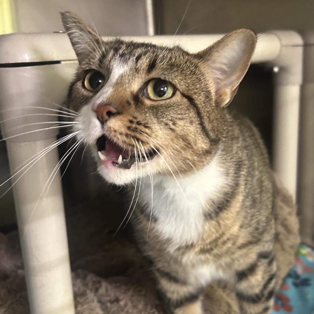 Lacey, Adoptable, Adult Female Domestic Short Hair.