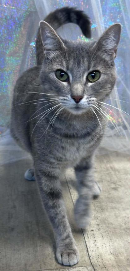 Enlarge Malibu, a Adoptable mixed breed in Shreveport, LA image 1/3