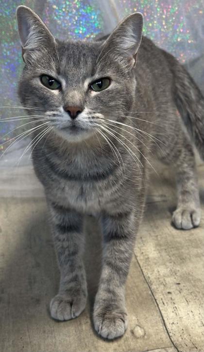 Enlarge Malibu, a Adoptable mixed breed in Shreveport, LA image 2/3