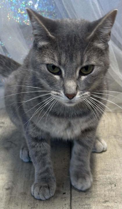 Enlarge Malibu, a Adoptable mixed breed in Shreveport, LA image 3/3