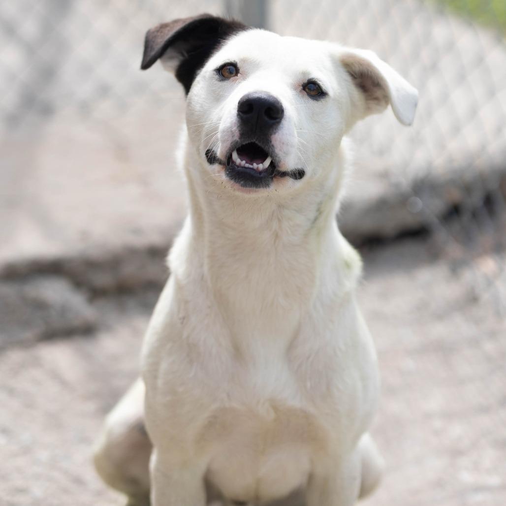Ranger, Adoptable, Adult Male Labrador Retriever & Pit Bull Terrier.