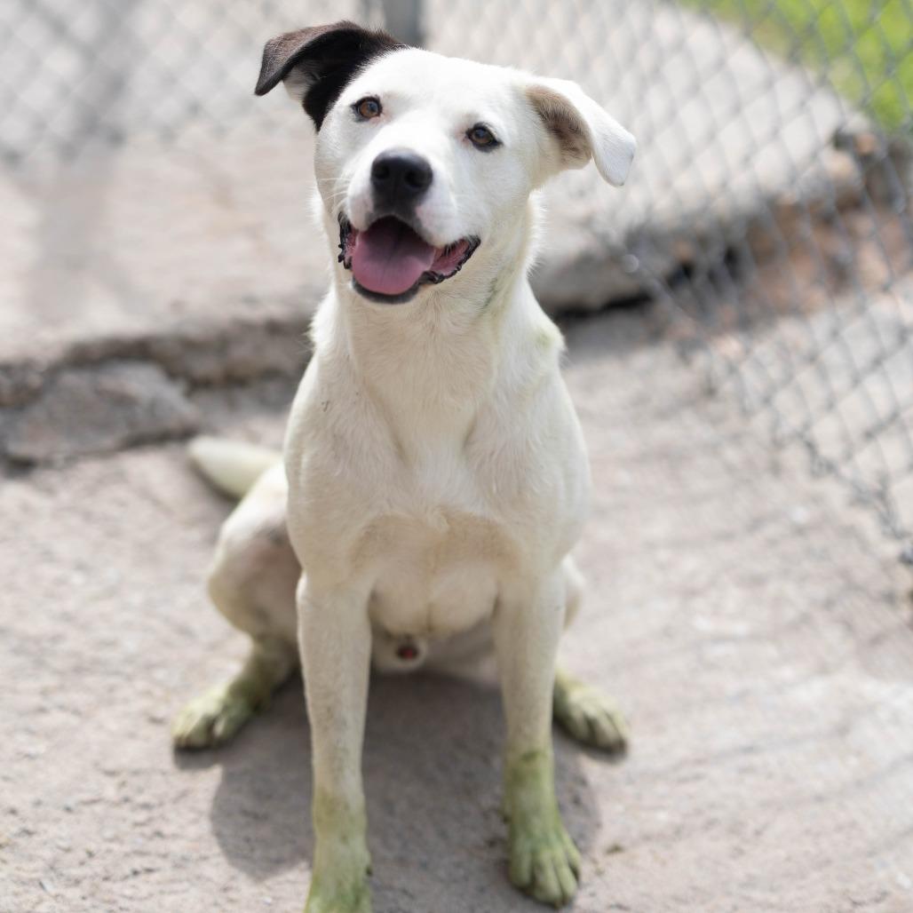 Enlarge Ranger, a Adoptable mixed breed in Talbott, TN image 2/3