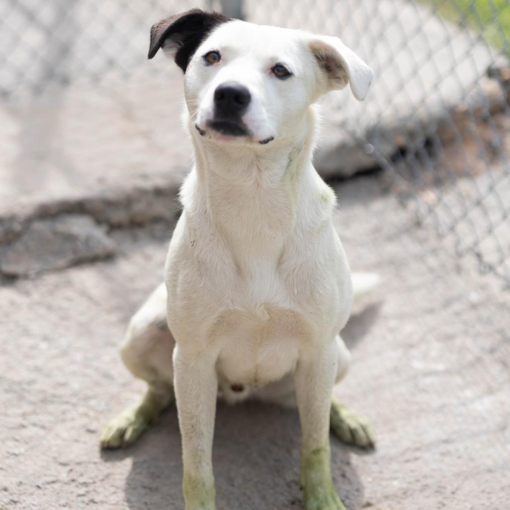 Enlarge Ranger, a Adoptable mixed breed in Talbott, TN image 3/3