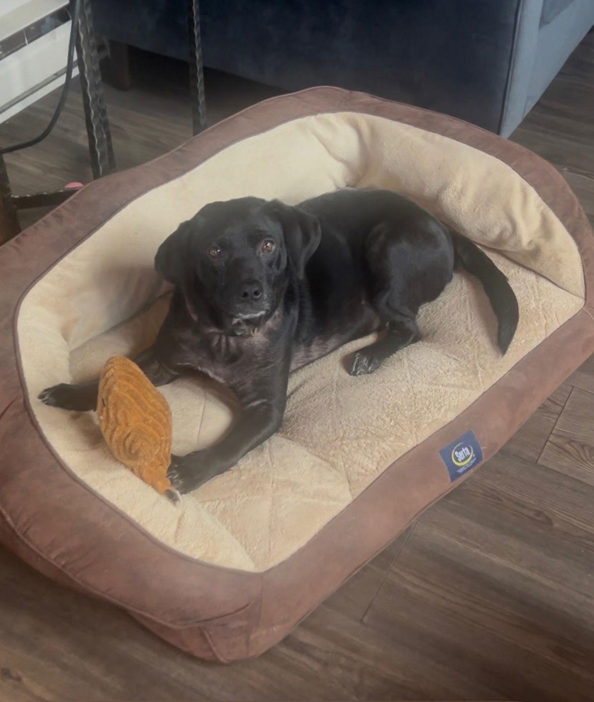 Zara, Adoptable, Adult Female Labrador Retriever & Beagle.