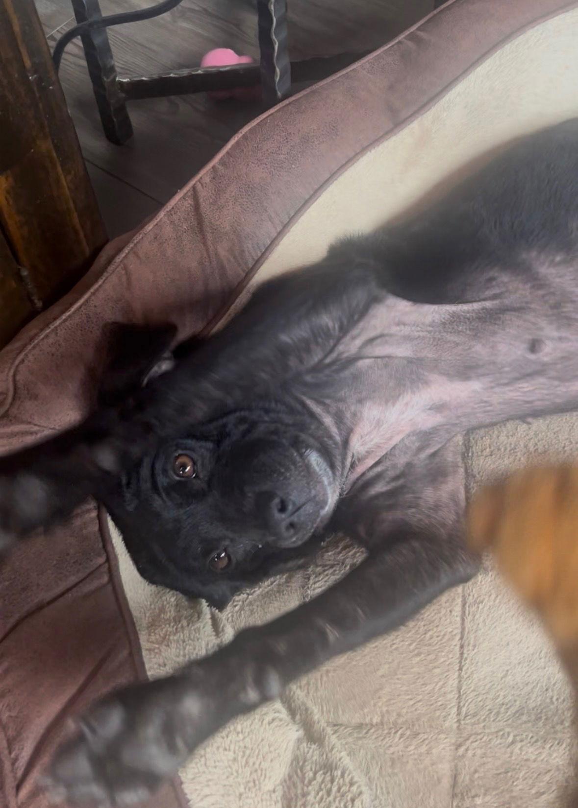 Enlarge Zara, a Adoptable mixed breed in Mouth Of Wilson, VA image 2/3