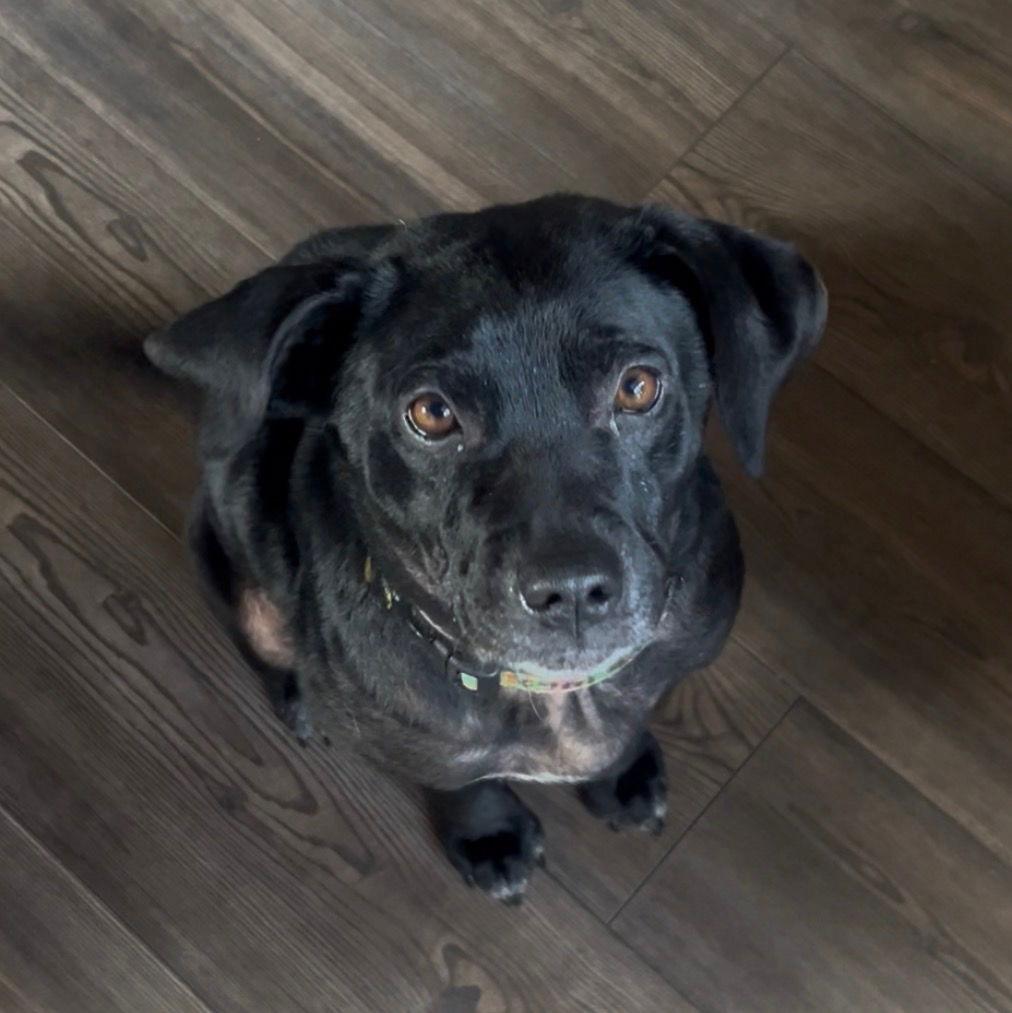 Enlarge Zara, a Adoptable mixed breed in Mouth Of Wilson, VA image 3/3