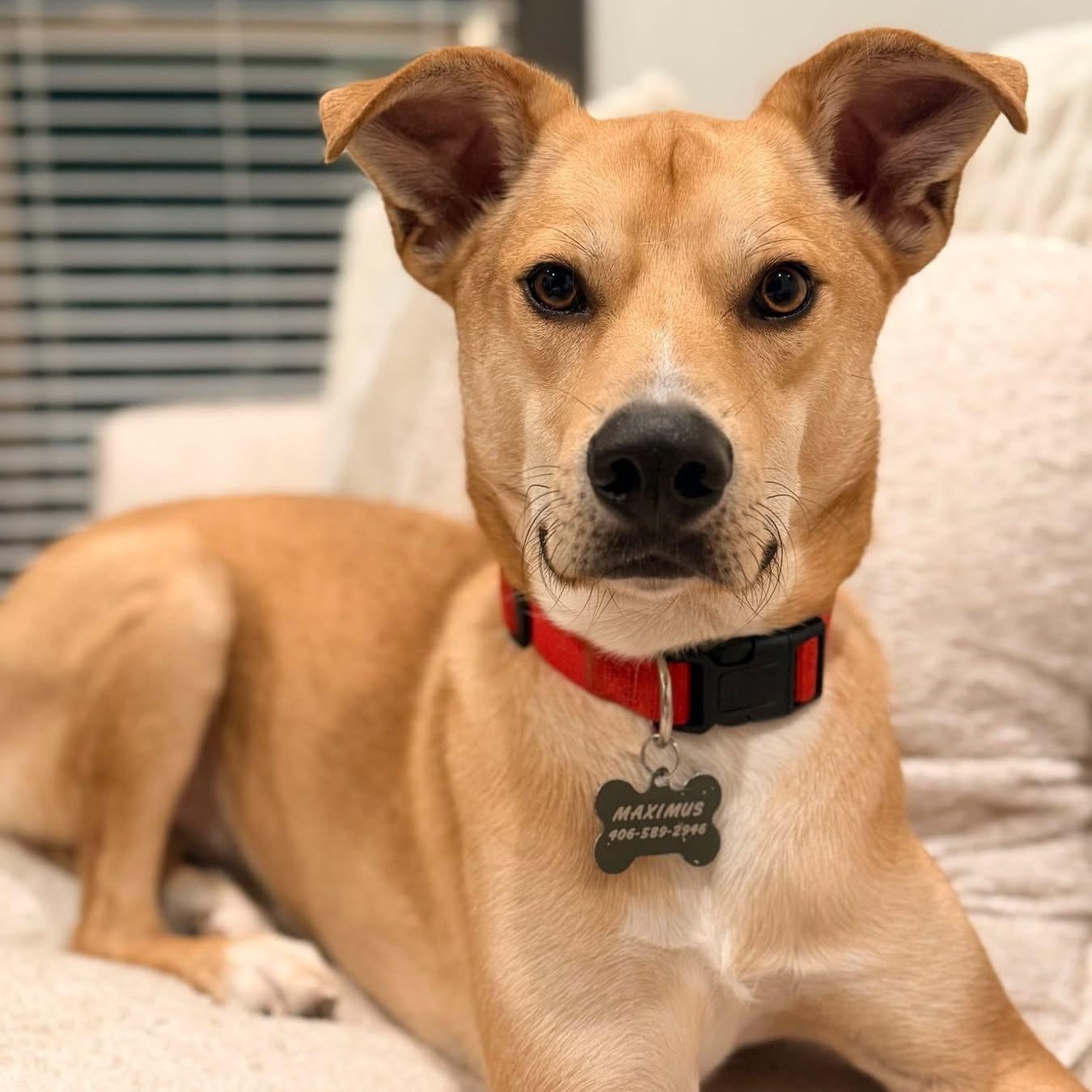 Bravo, adoptable, Puppy Male German Shepherd Dog & Husky.