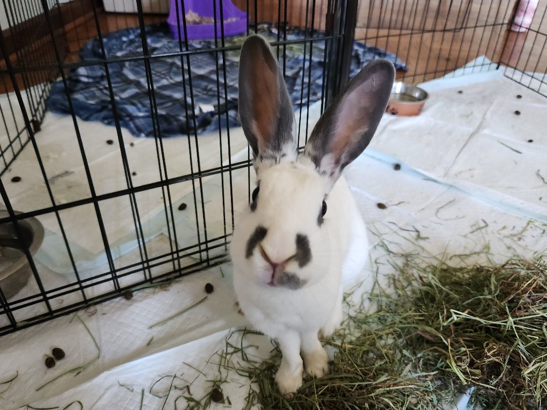 Stout , Adopted, Adult Male English Spot.