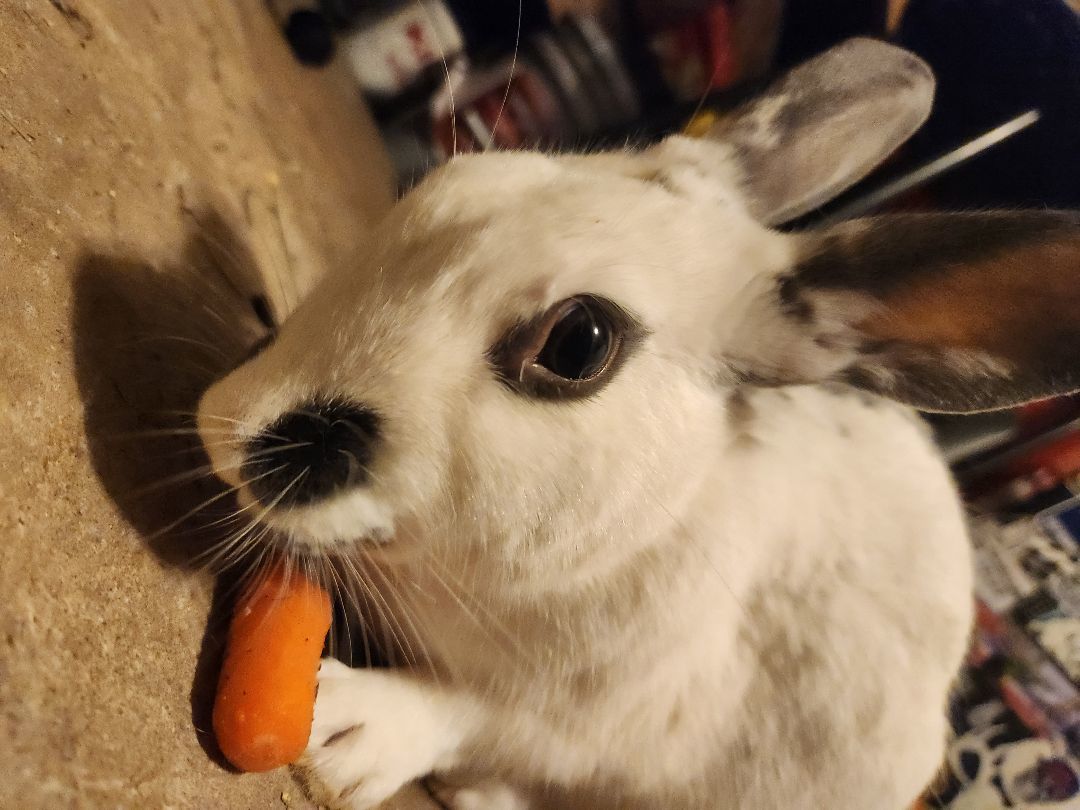 Stout , a Adopted English Spot in PITTSBURGH, PA image 2/4