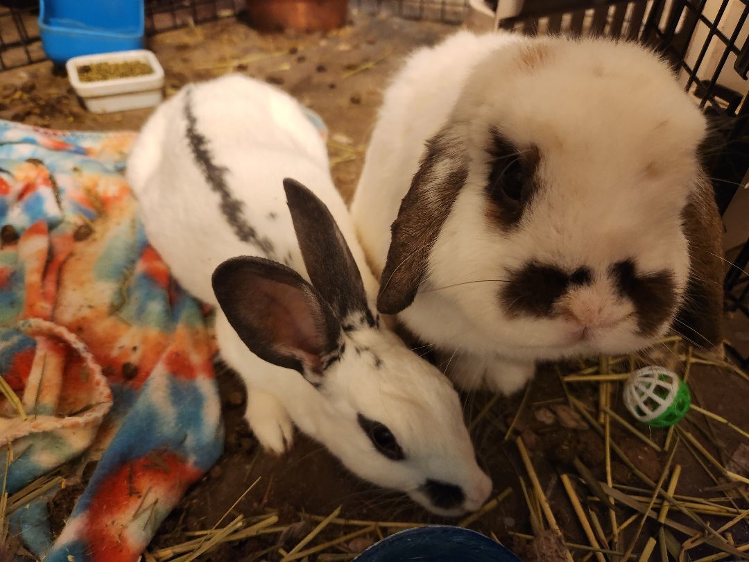 Stout , a Adopted English Spot in PITTSBURGH, PA image 3/4