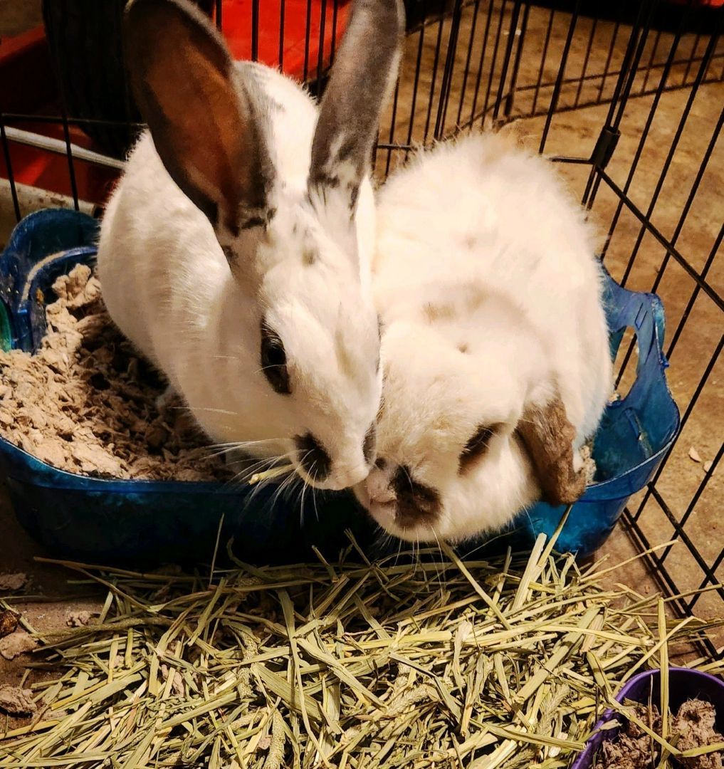 Stout , a Adopted English Spot in PITTSBURGH, PA image 4/4