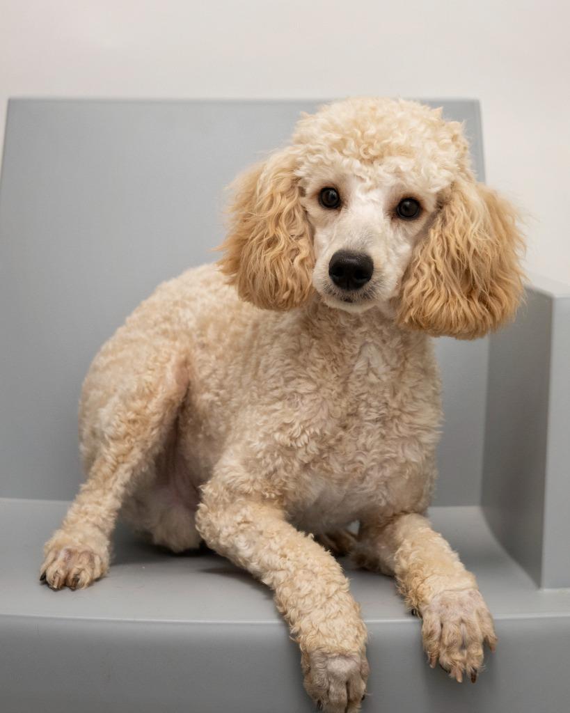 Frodo, Adopted, Puppy Male Shepherd.