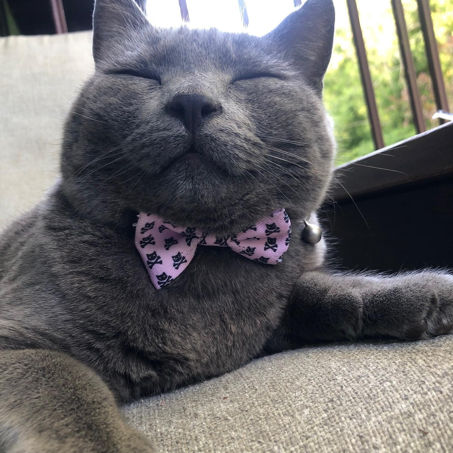 Enlarge Atari, a ADOPTABLE Domestic Short Hair in Salt Spring Island, BC image 3/6