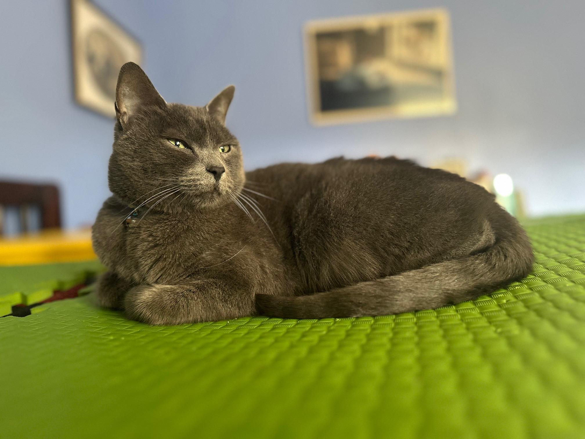 Enlarge Atari, a ADOPTABLE Domestic Short Hair in Salt Spring Island, BC image 2/6