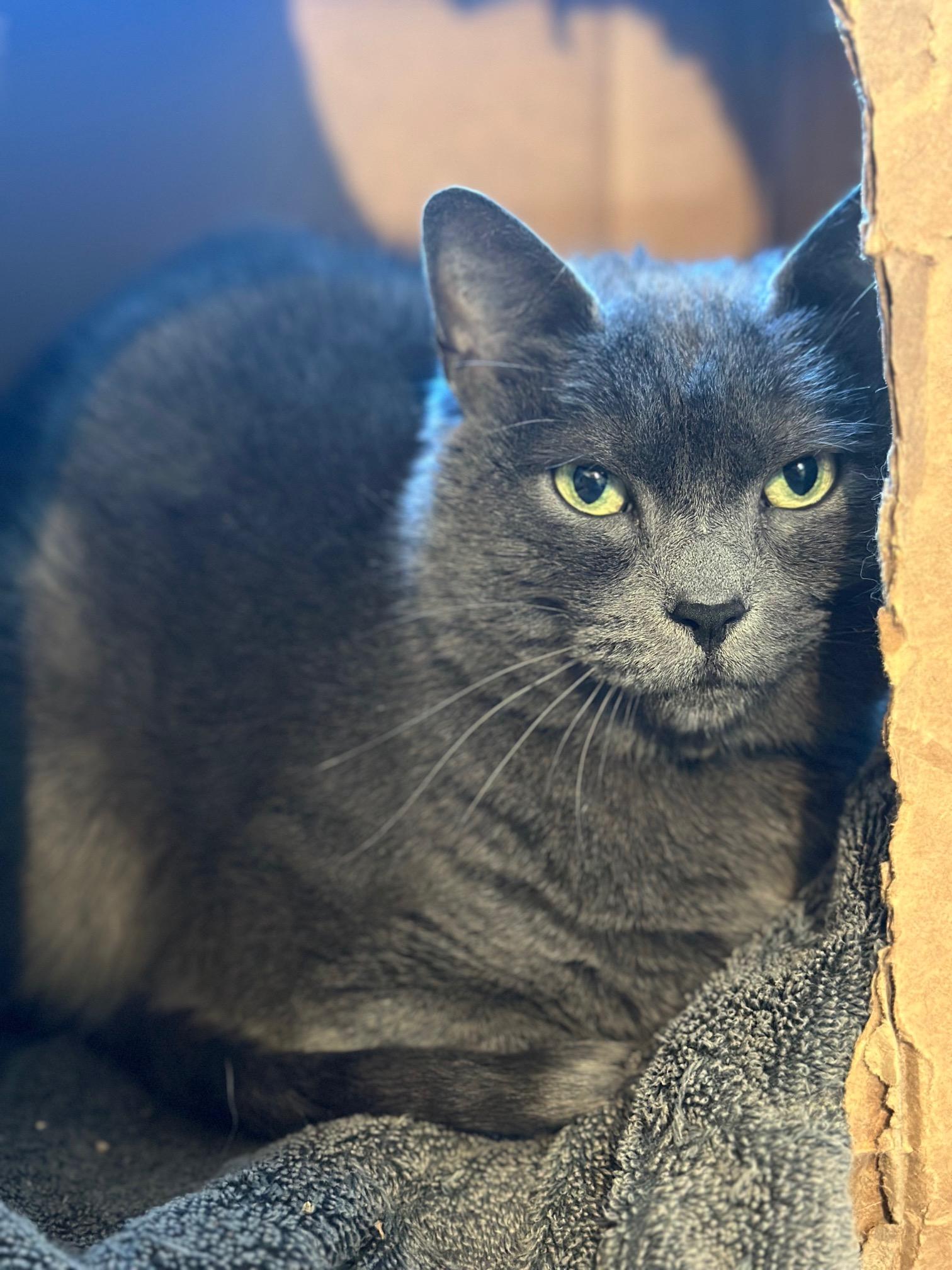 Enlarge Atari, a ADOPTABLE Domestic Short Hair in Salt Spring Island, BC image 6/6