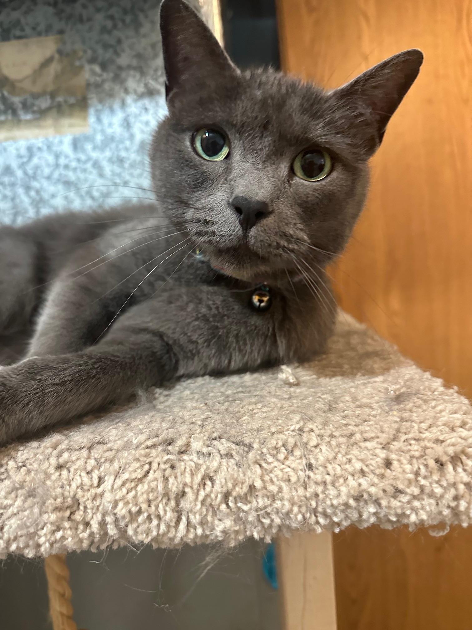 Enlarge Atari, a ADOPTABLE Domestic Short Hair in Salt Spring Island, BC image 1/6