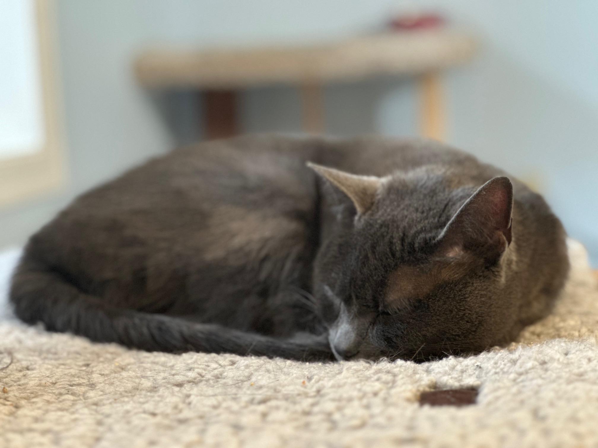 Enlarge Atari, a ADOPTABLE Domestic Short Hair in Salt Spring Island, BC image 4/6